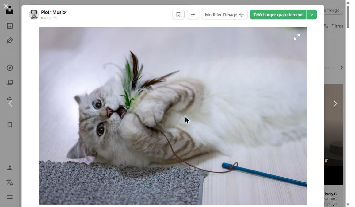 Brinquedo Interativo para Gato